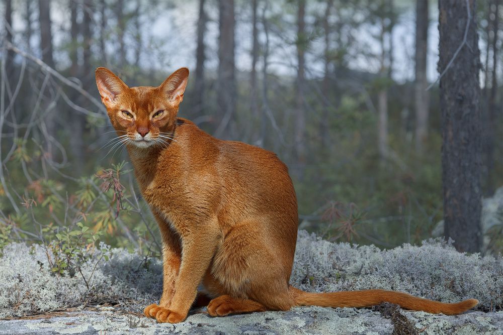 Photograph by Михайлова Елена