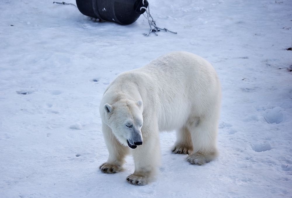 Photograph by Лариса Белашова