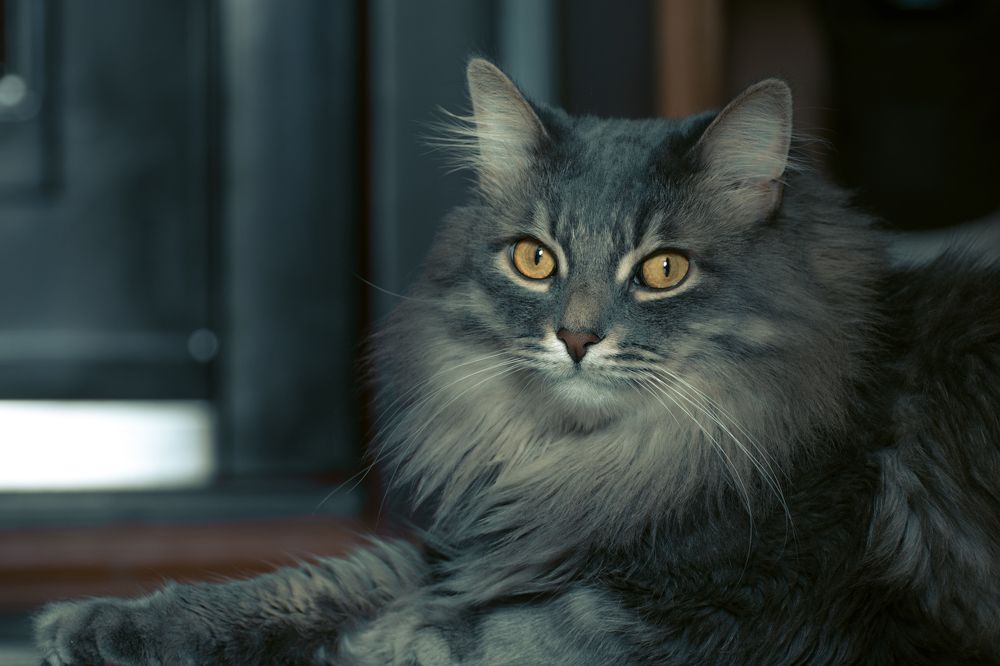 Photograph by Corey D