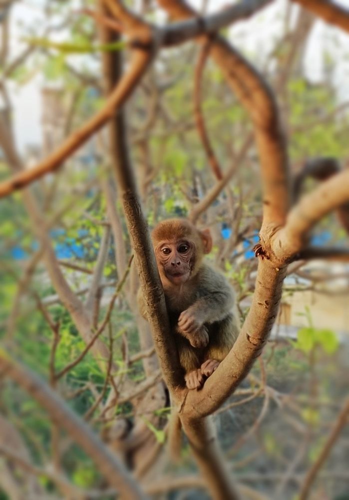 Photograph by Rahul Soni