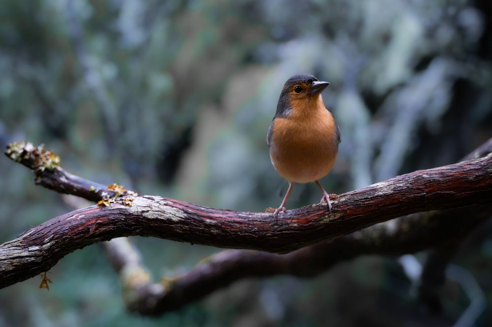 Фотография автора Martin Koudelka