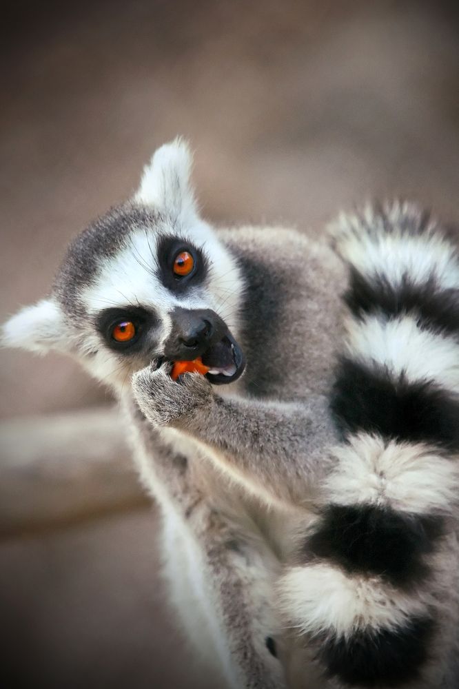 Фотография автора Lavadinho Joao