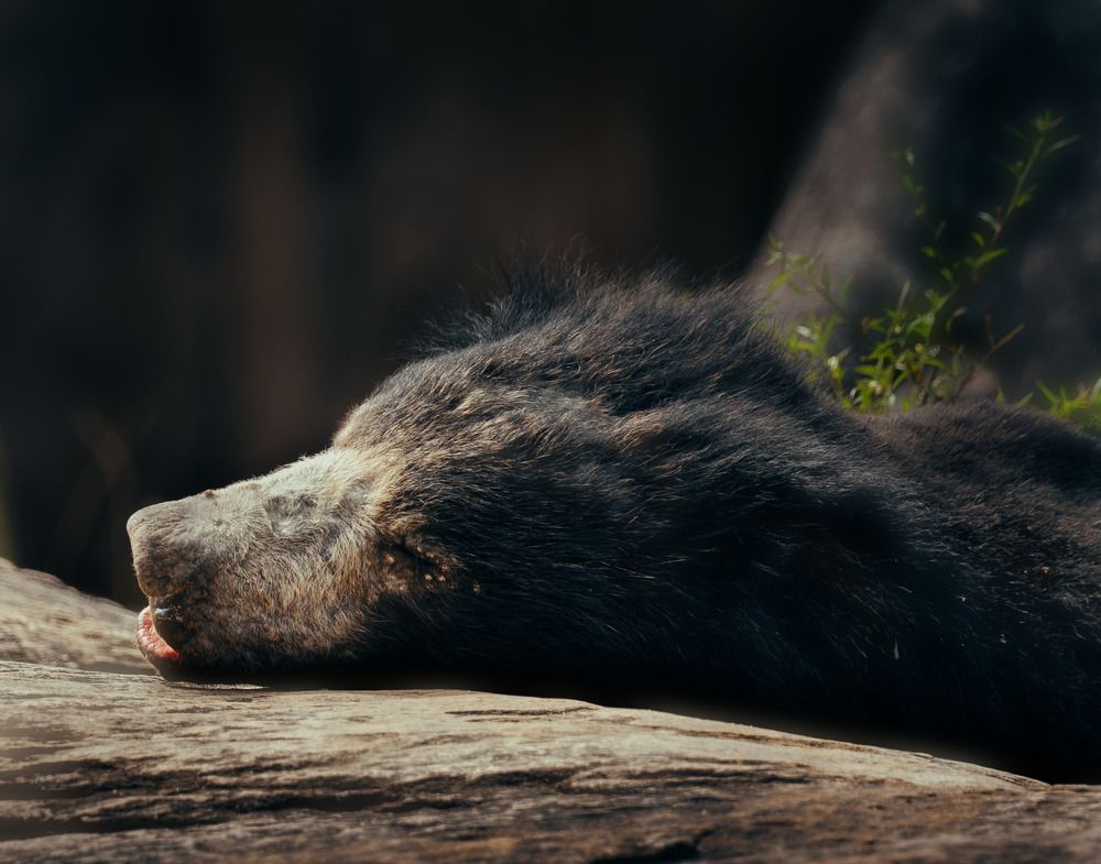 Photograph by Damith Gihan