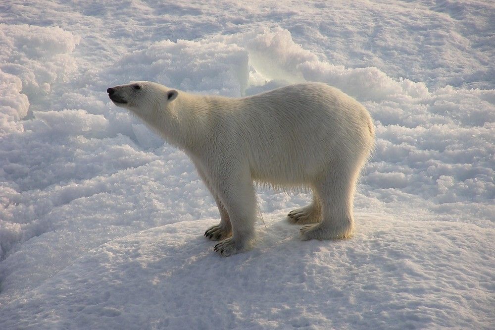 Photograph by Константин Токарев