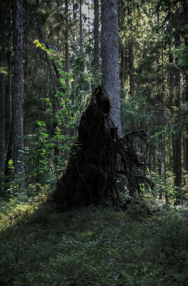 Photograph by Evgeny Ilyin