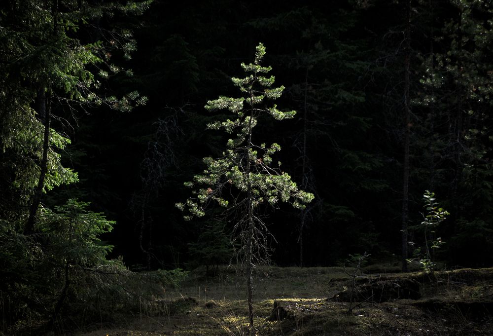 Photograph by Evgeny Ilyin