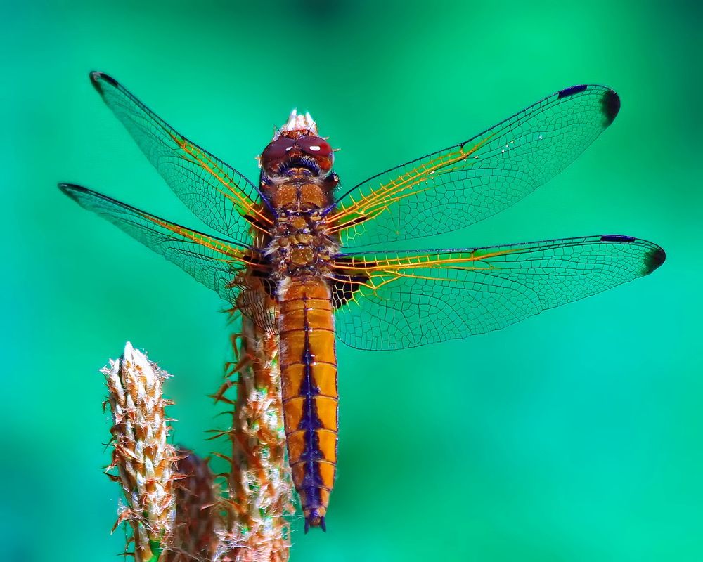 Photograph by Игорь Чеботарёв