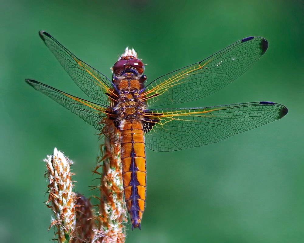 Photograph by Игорь Чеботарёв