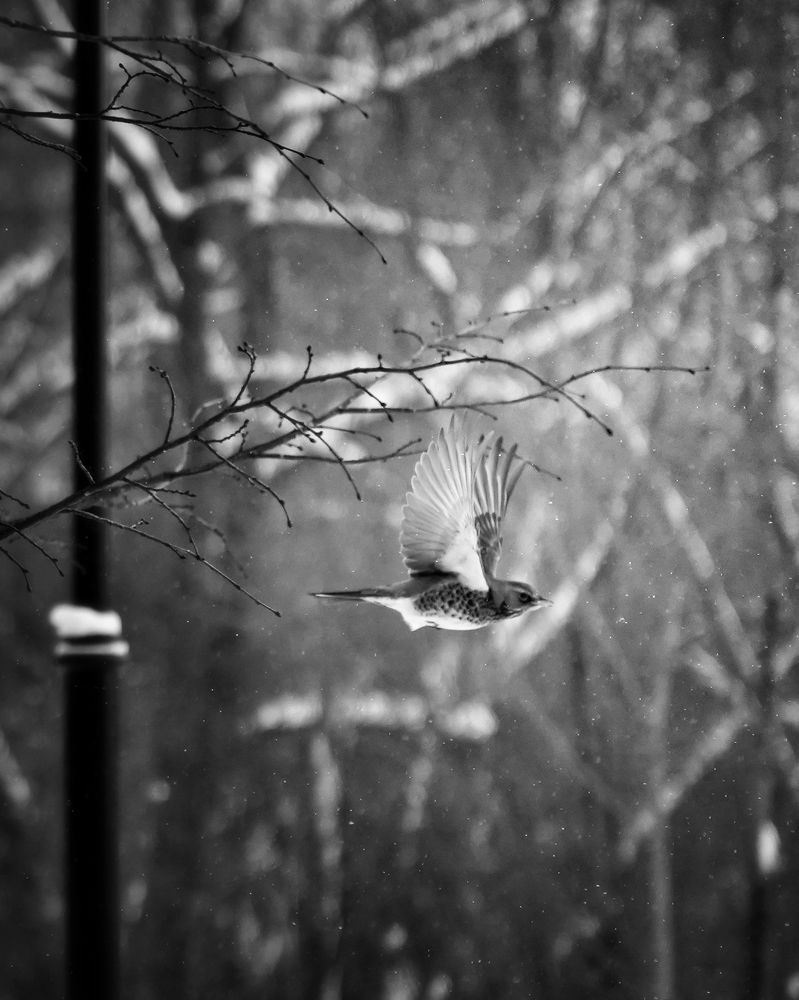 Photograph by Киркляускас Андрюс