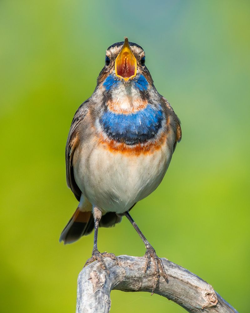 Photograph by Ammar alomari