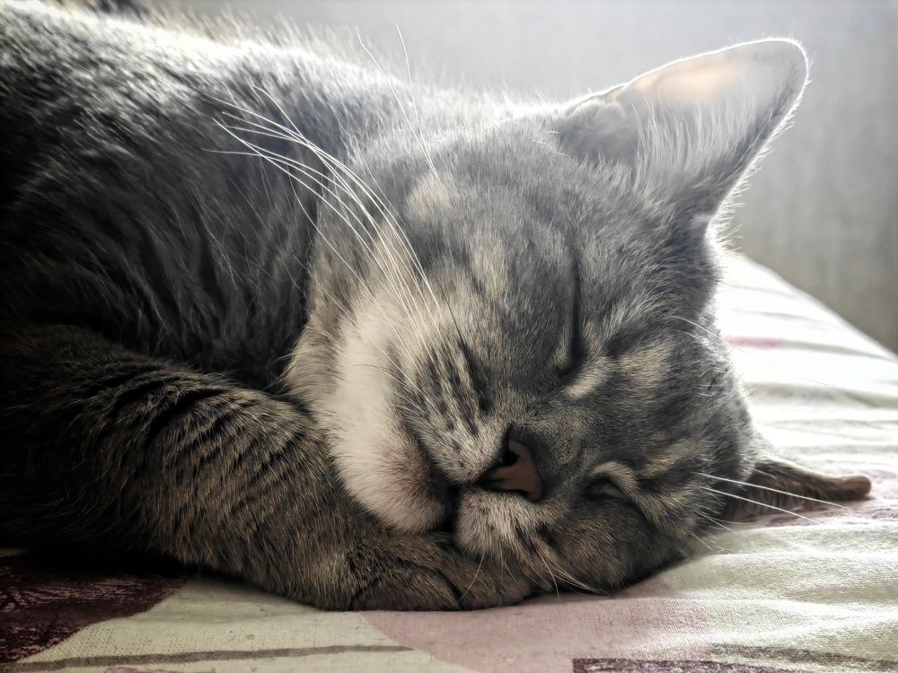 Сладкий сон