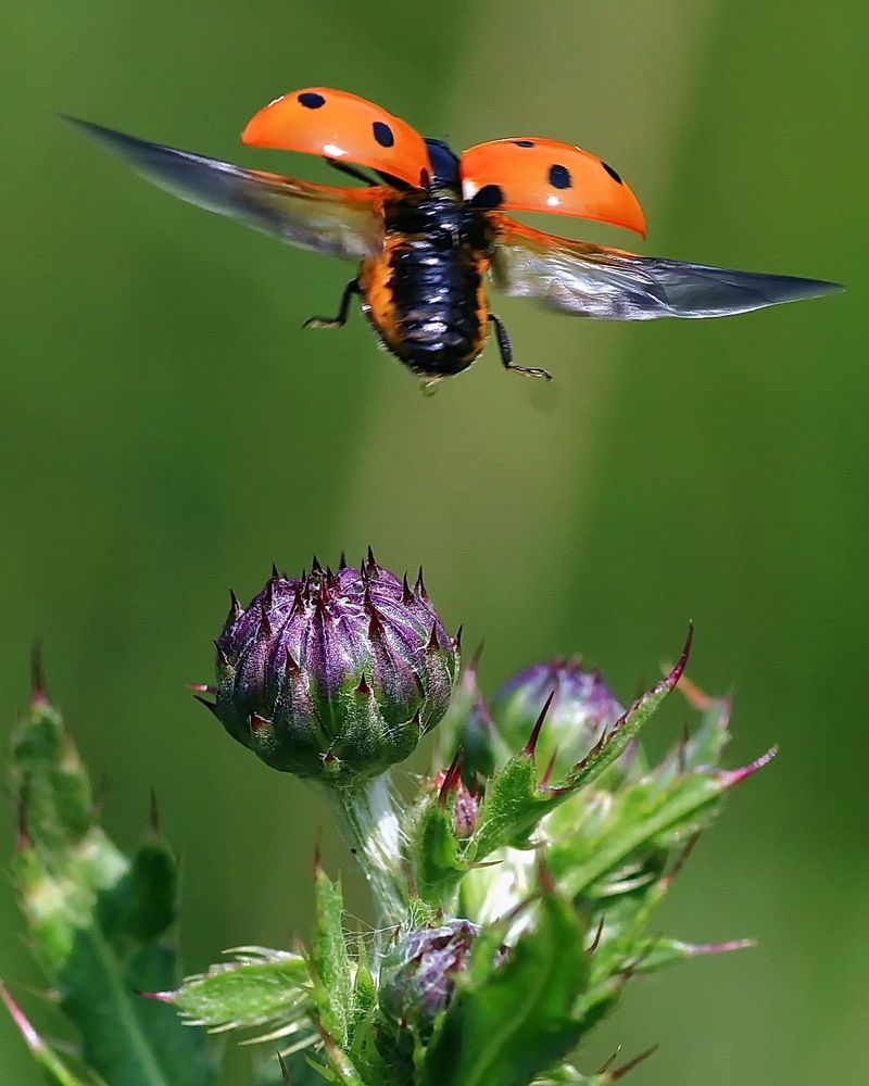 Photograph by Игорь Чеботарёв