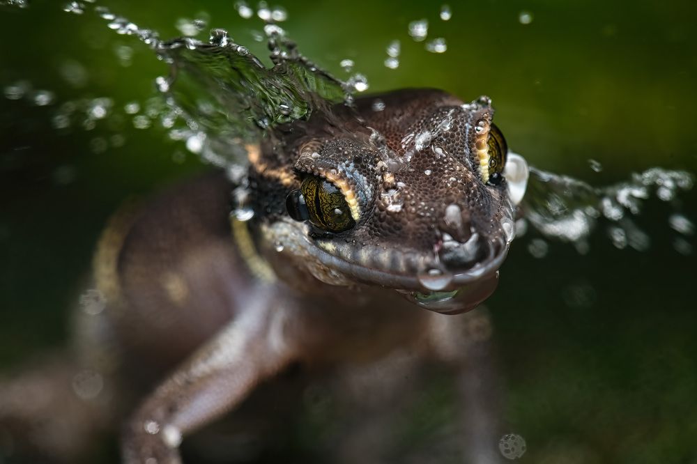 Photograph by Bidyut Saikia