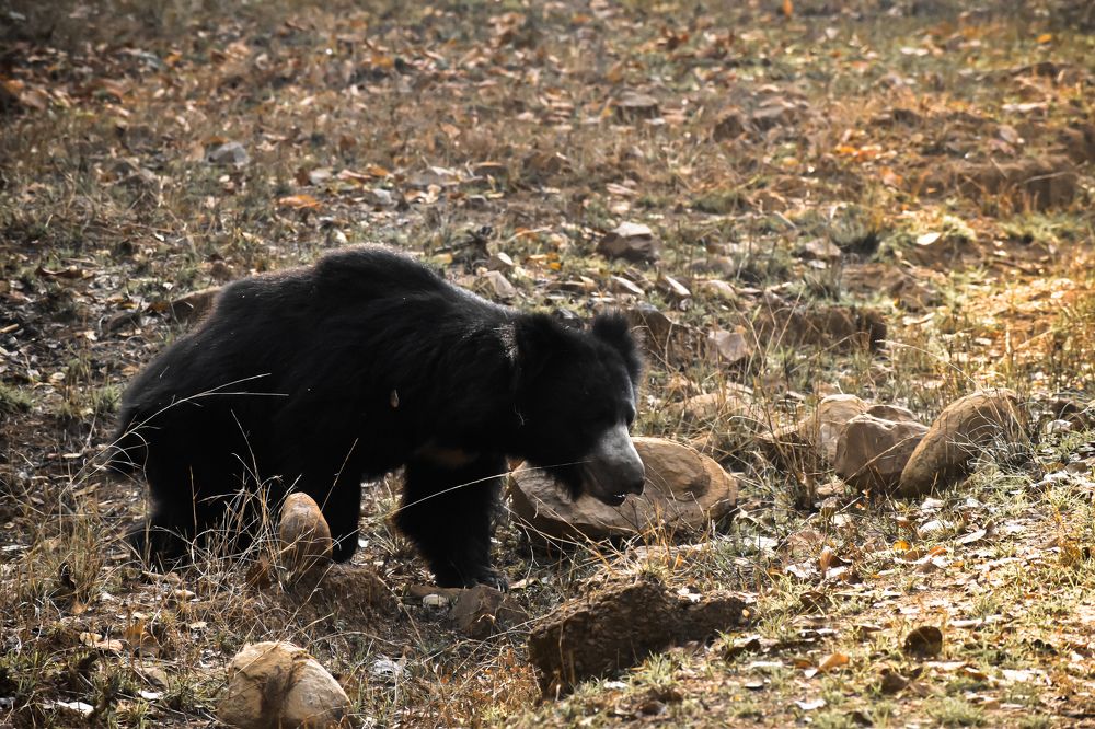 Photograph by Annwaina Deb