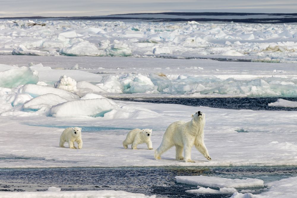 Танец белого медведя