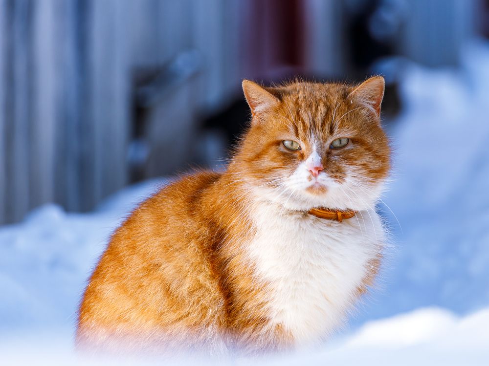 Фотография автора Евгений Чабанный
