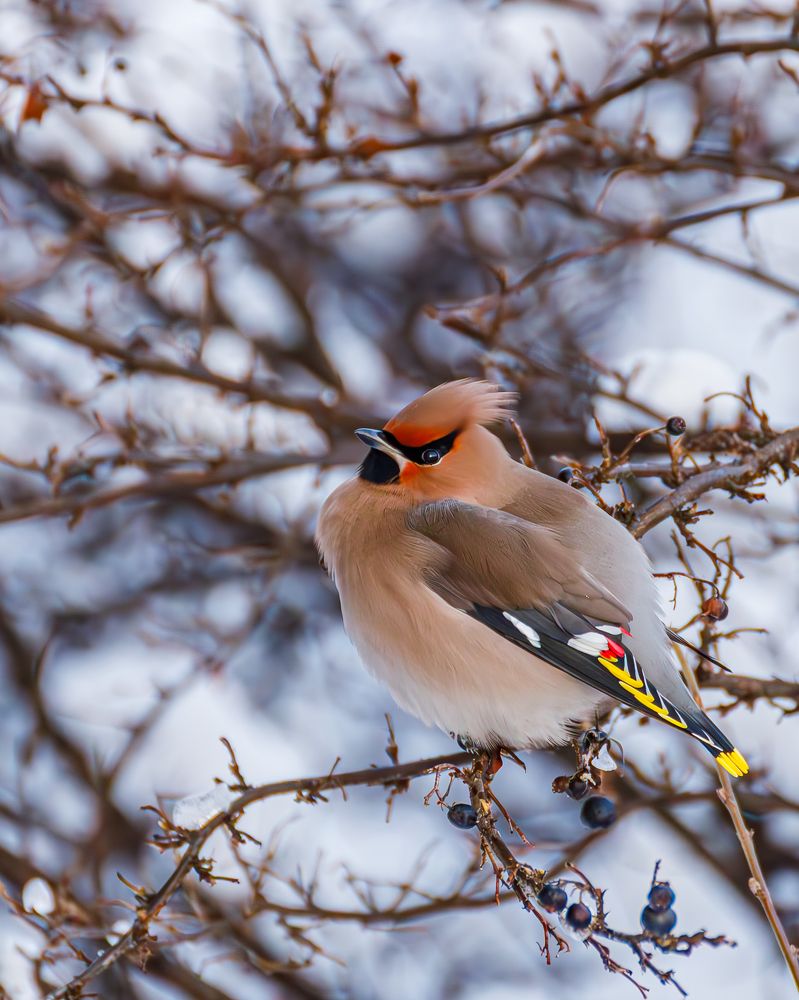 Фотография автора Евгений Чабанный