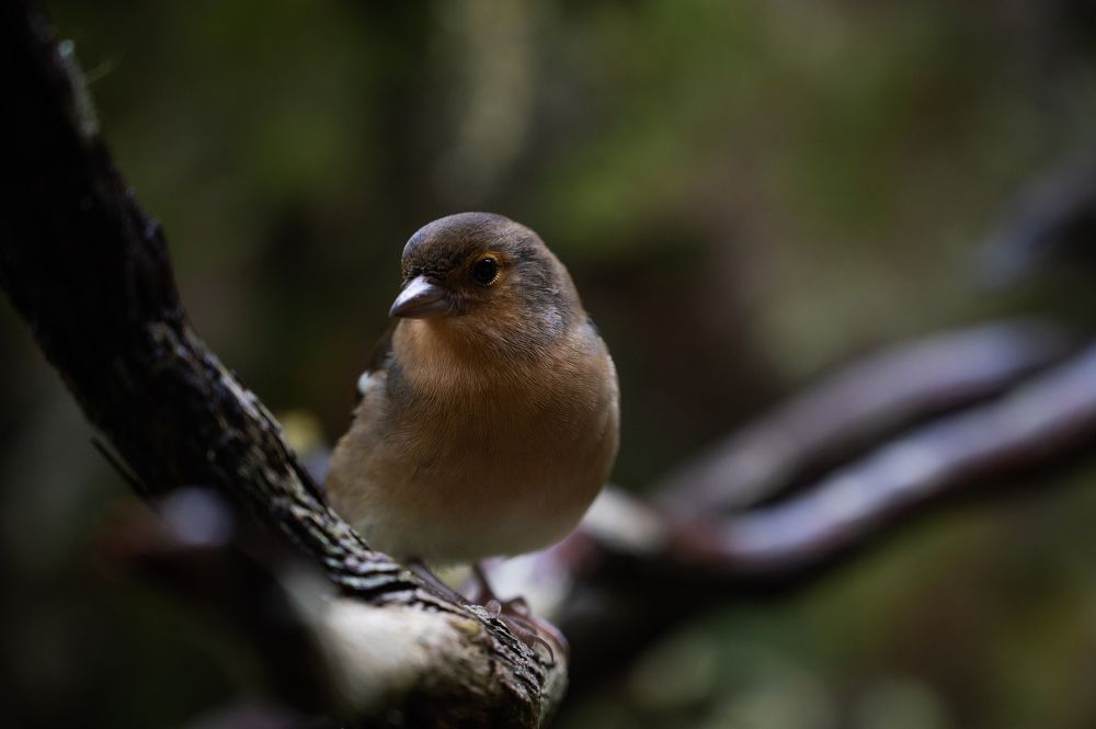 Фотография автора Martin Koudelka