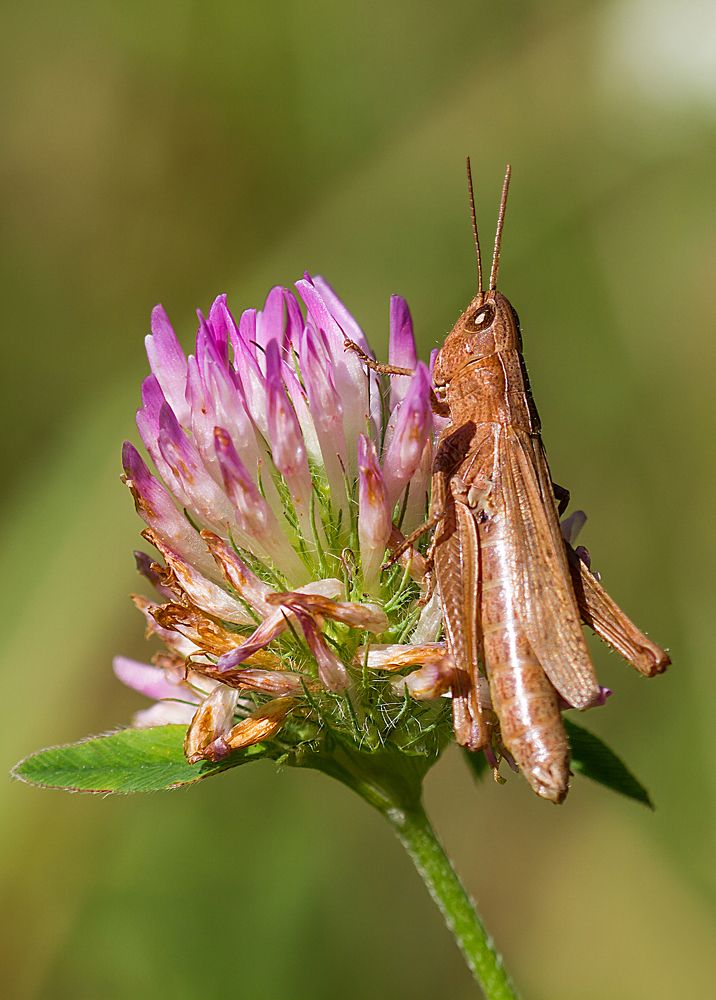 Фотография автора Andrey Pristyazhnyuk