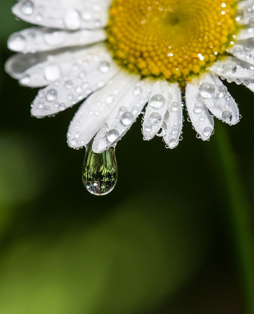 Фотография автора Andrey Pristyazhnyuk