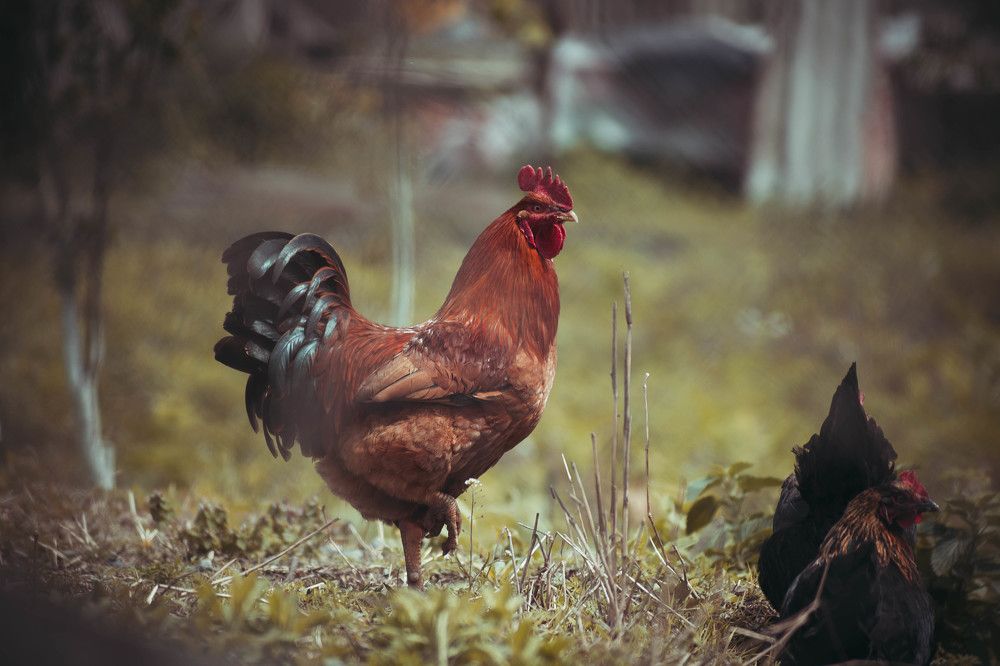 Photograph by Кристина Хестанова