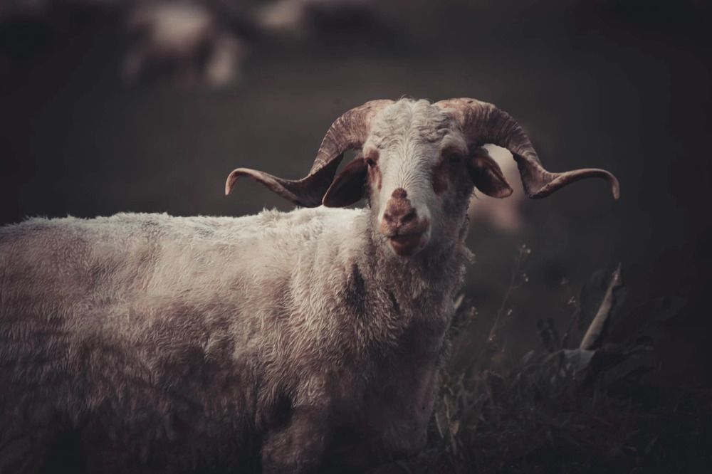 Photograph by Кристина Хестанова