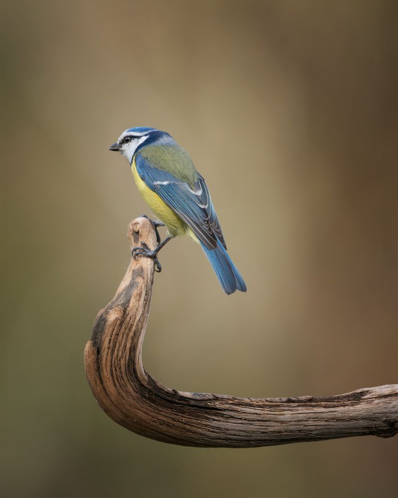 Фотография автора Jorge Rey Azabal