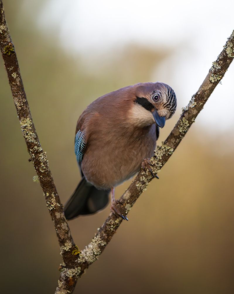 Фотография автора Jorge Rey Azabal