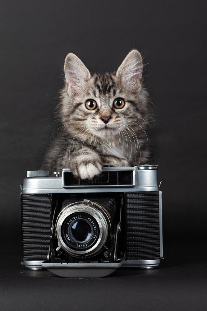 Фотография автора Анна Моргачёва