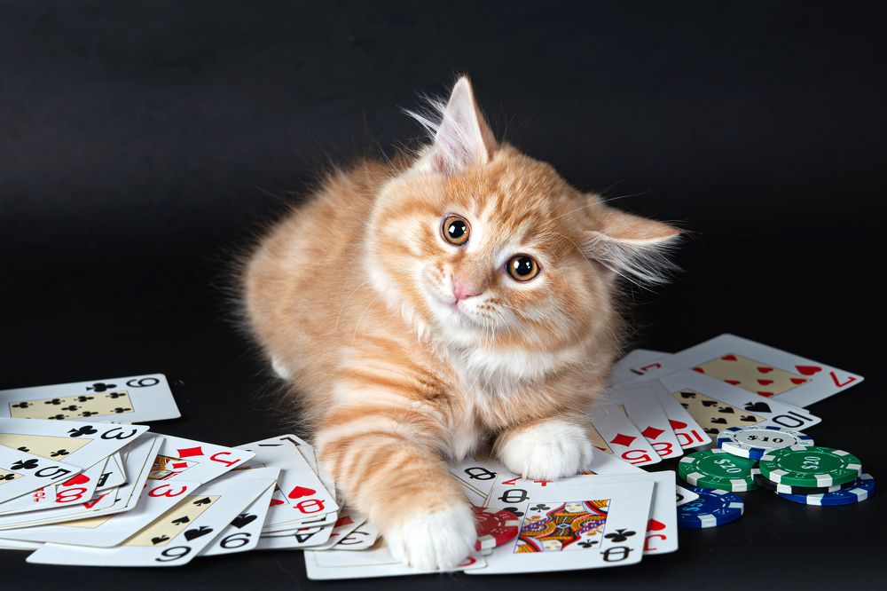 Фотография автора Анна Моргачёва