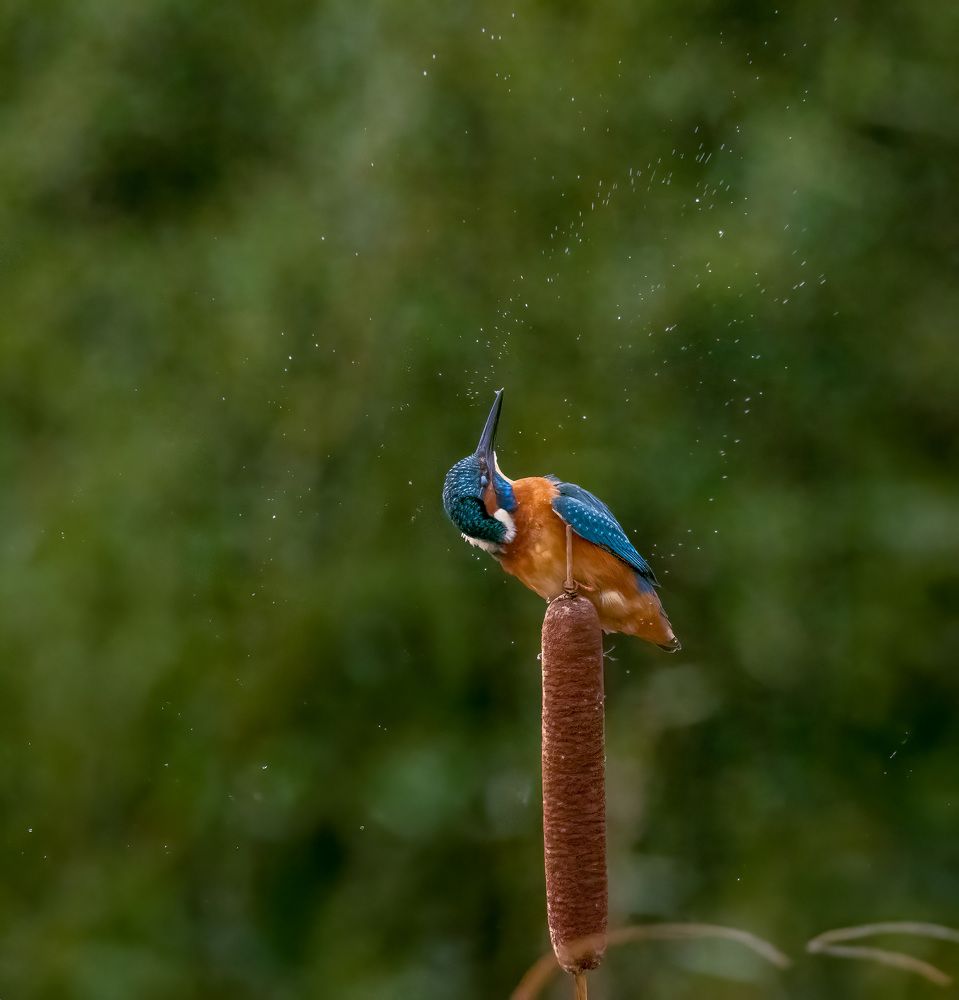 Photograph by Constantin Lazar