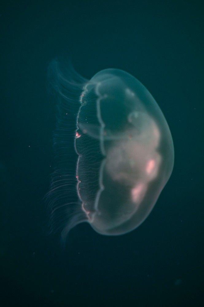 Photograph by Алексей Логинов