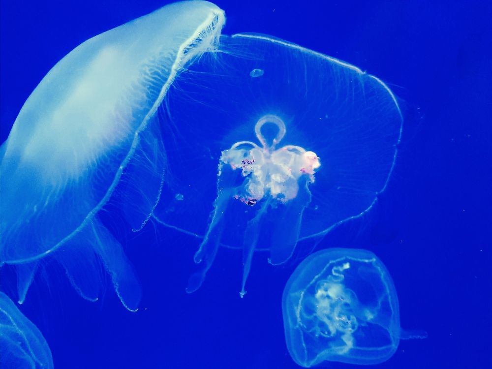 Photograph by Елена Маркова