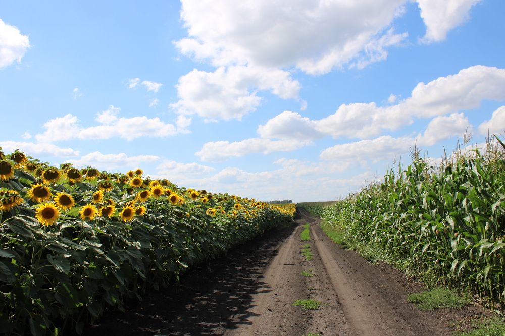 Photograph by Елена Коробченко