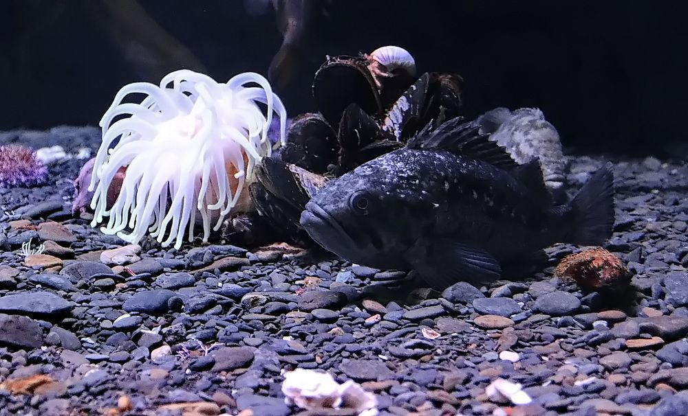 Фотография автора АЛЕКСАНДР ЦЫГЕЛЬНЮК