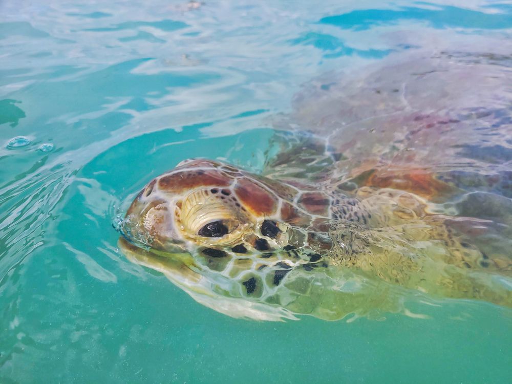 Photograph by Валерия Гуртовая