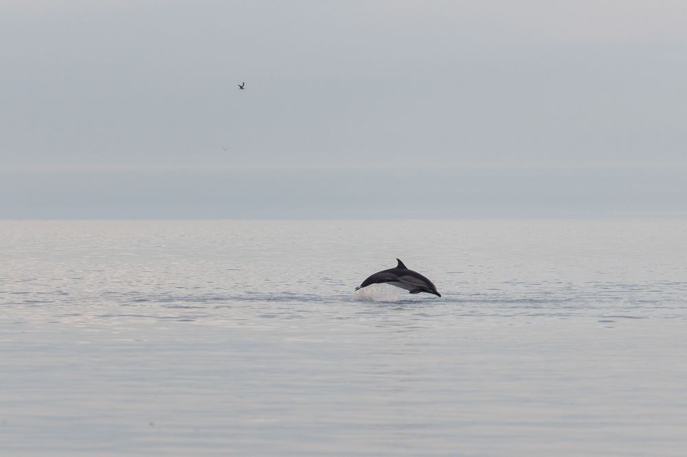 Фотография автора Fallen Angel