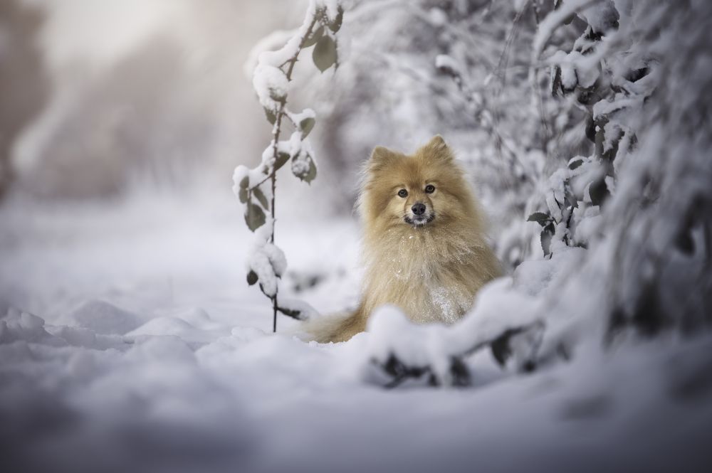 Photograph by Deise de Oliveira