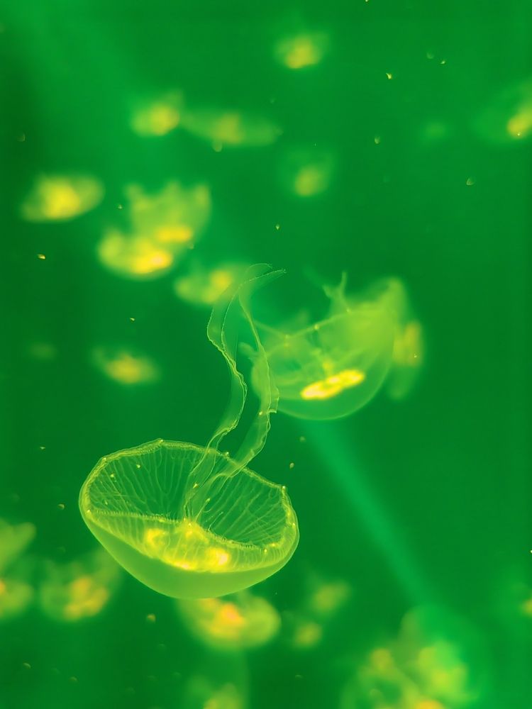 Фотография автора НАТАЛЬЯ СЕВЕР