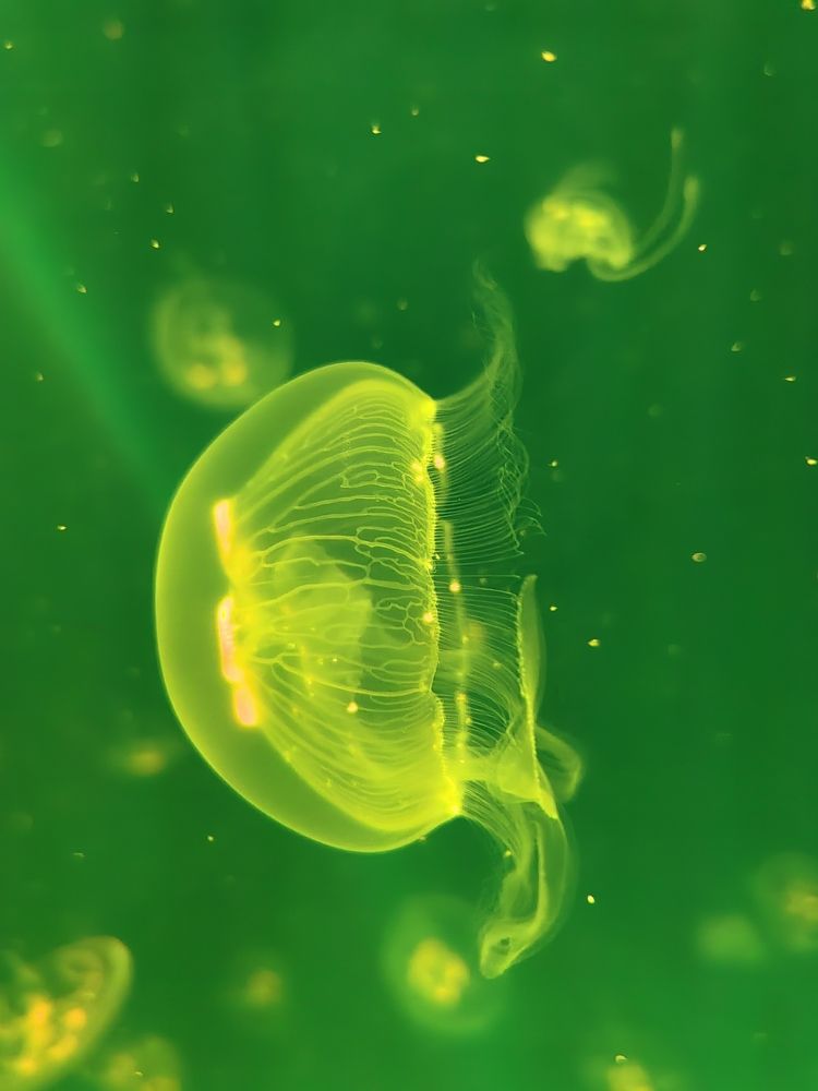 Фотография автора НАТАЛЬЯ СЕВЕР