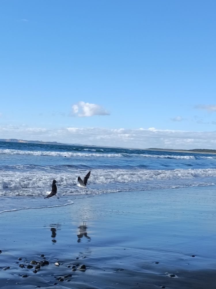 Aves que reflejan