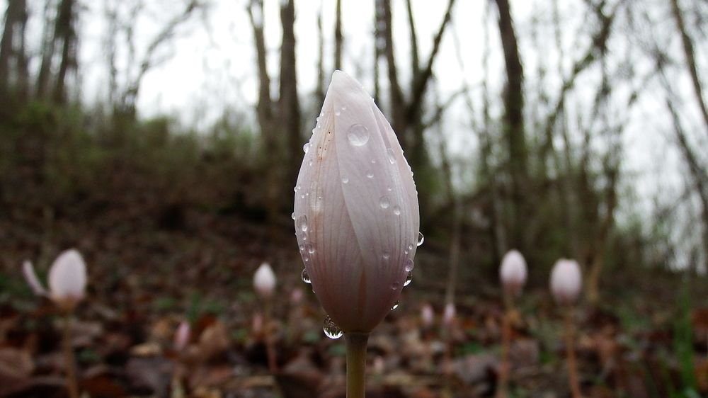 Photo #10488038