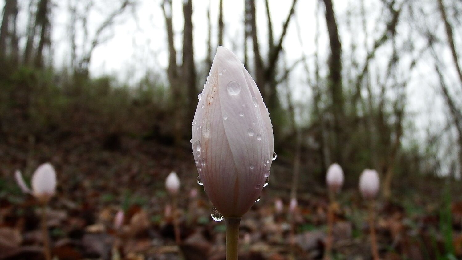 Photo #10488038
