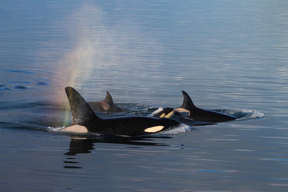 Дружное семейство косаток
