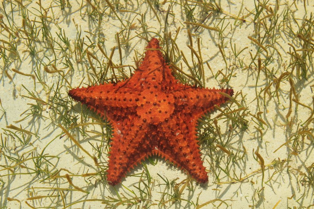 Рыжая, конопатая