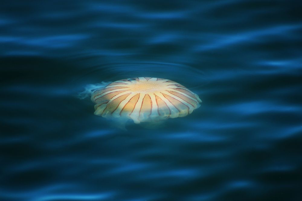 Морская крапива