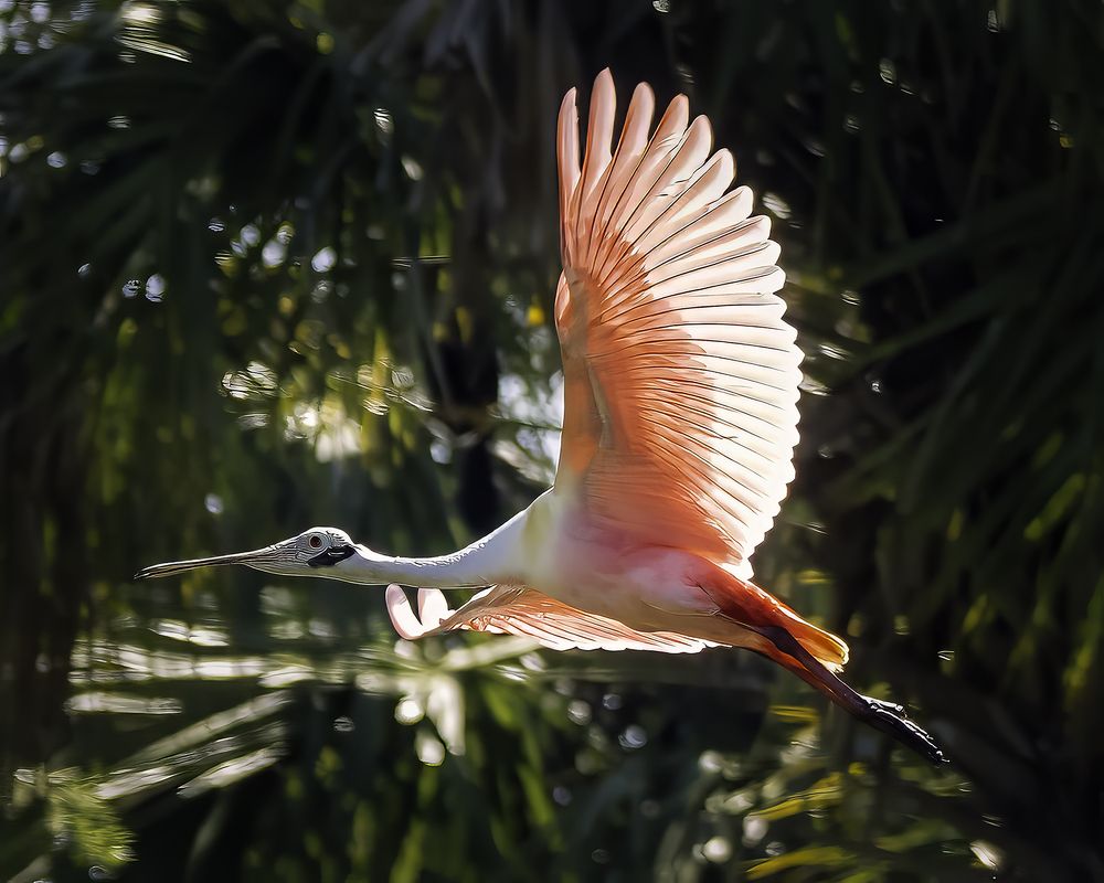 Фотография автора Ray Asiala