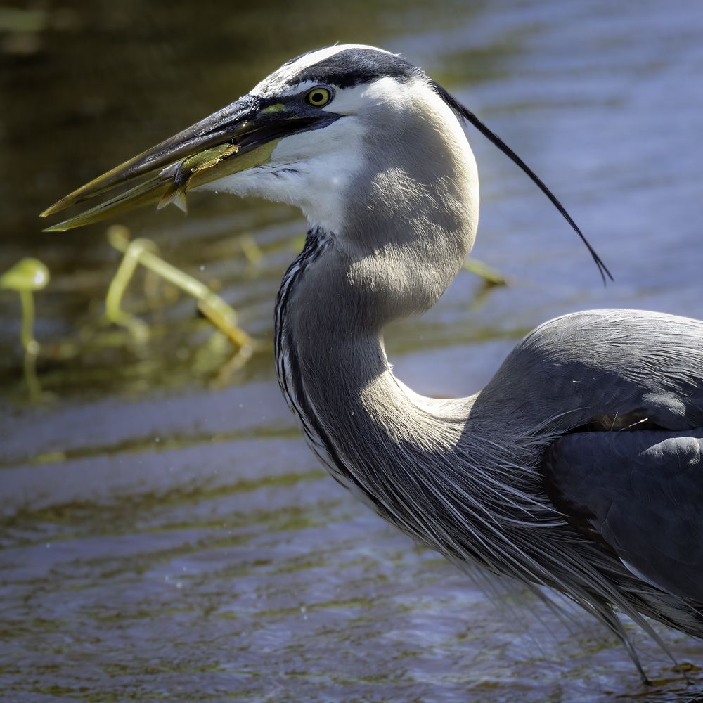 Фотография автора Ray Asiala