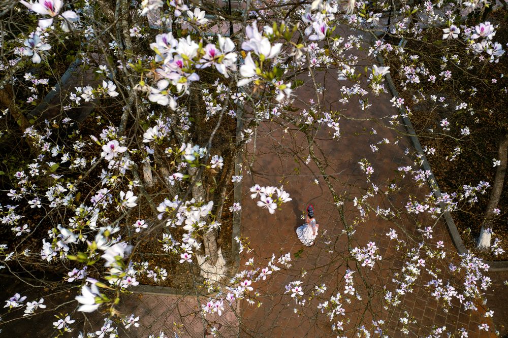 The Ban flower (Bauhinia variegata)