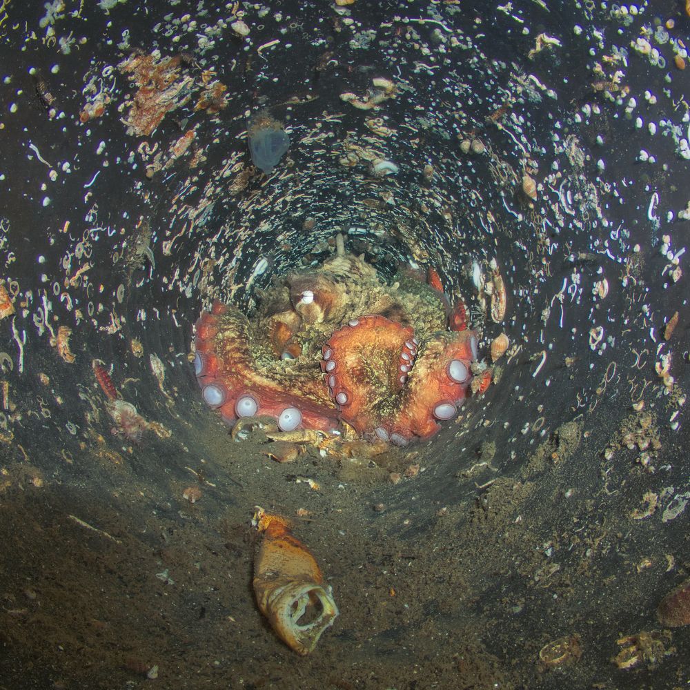 Photograph by Shuo-Wei Chang